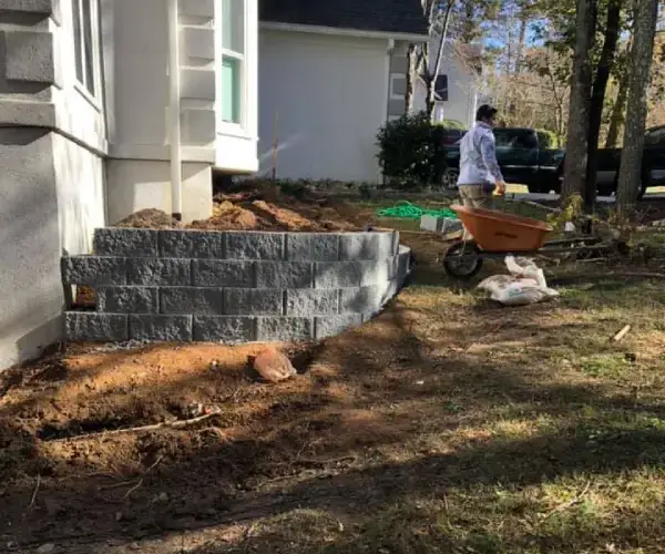 professional tree trimming before and after