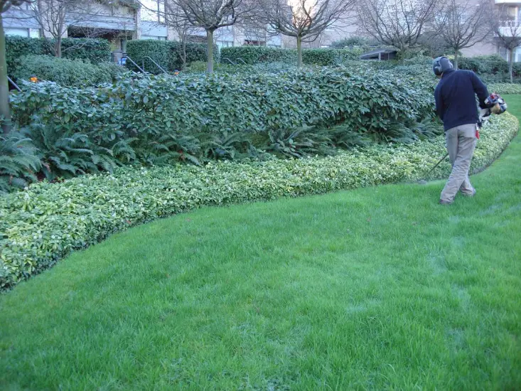 pine straw installation service